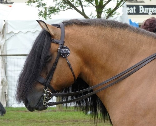 all-the-horses:Lochland Gypsy BaronWhitefield Prince Platinum...