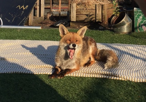 a-fantastic-fox:Actor/comedian Tom Bell found a fox chilling...