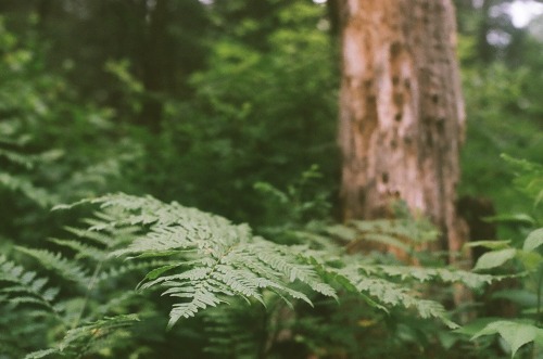 melanieonfilm:Itasca State Park, MinnesotaCanon AE-1