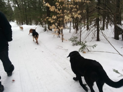 Winter’s still here, so it’s snowy walks still