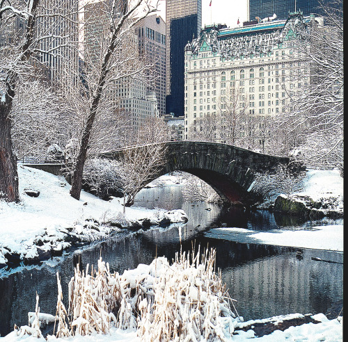 newberynyc:Hasselblad 501C in Central Park  3.21.15Shot w....