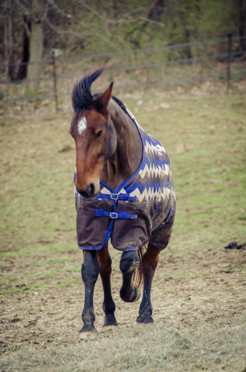 heartbeats-and-hoofbeats:okay, man, cool it with the forelock