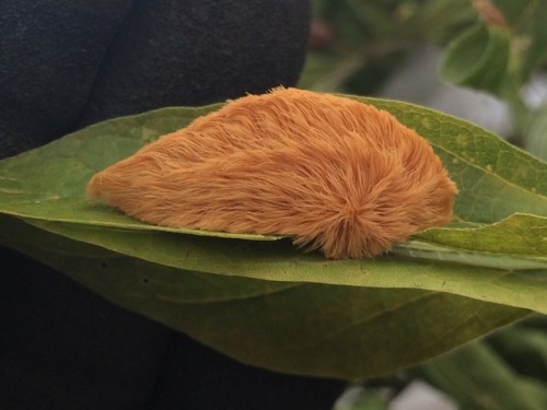 nanonaturalist:At last! My tiny fluffy teddy bear moths have...