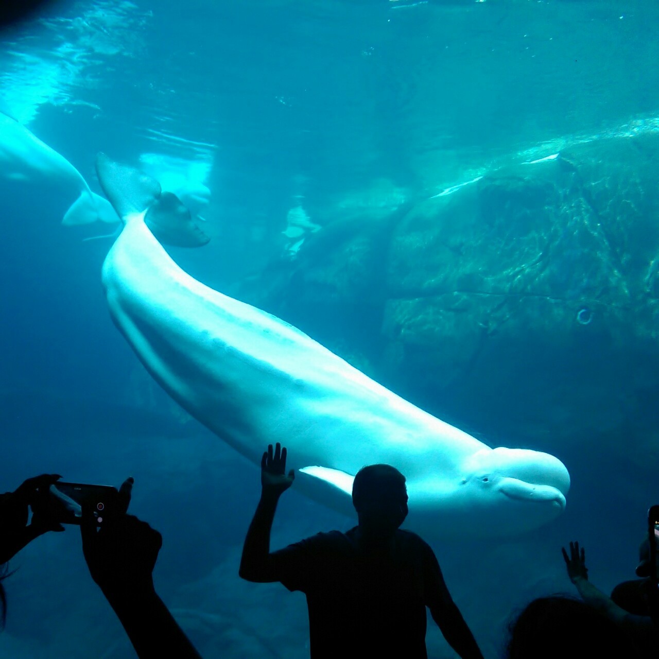 A Stone Throw Away — Baluga Whale at Georgia Aquarium. - Taken with my...