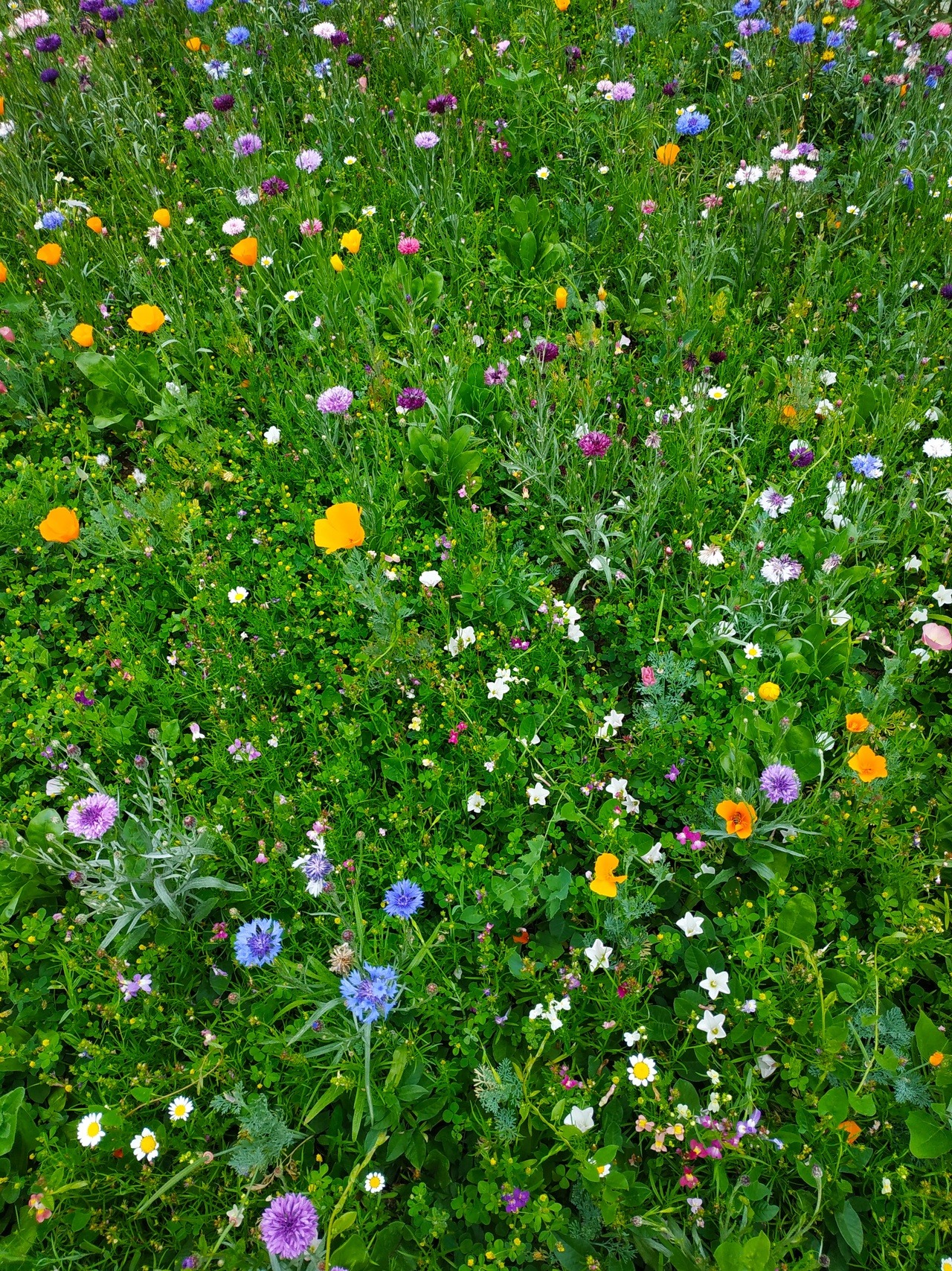 Militine — Fleurs des champs dans un champs de fleurs.