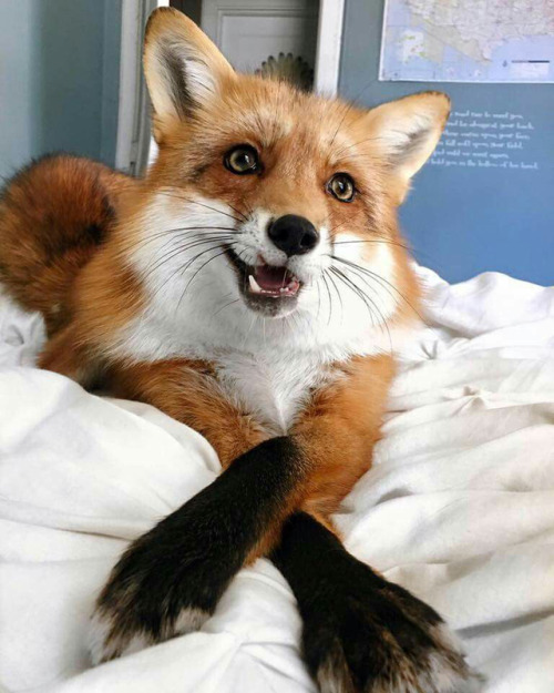 domesticated foxes on Tumblr