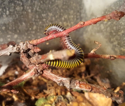 gloomypede
