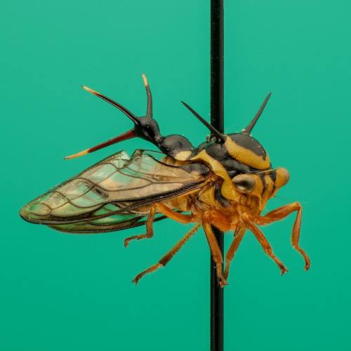 #365Insects 100: #Heteronotus vespiformes Haviland, 1925What...