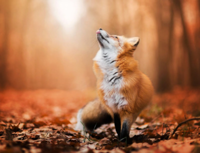 foxes aesthetics | Tumblr