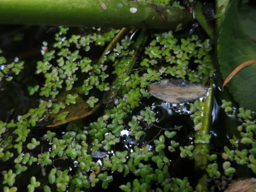 5/5/2018Today we found some duckweed growing in the little...