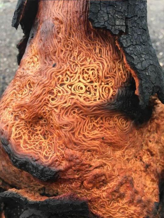 A burned tree with unusually patterned wood