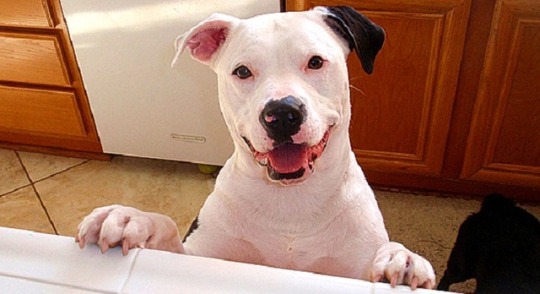 Yes, Pit Bulls Suddenly Snap - LIFE WITH DOGS