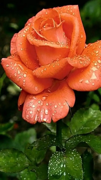 yellowrose543:Wet orange rose