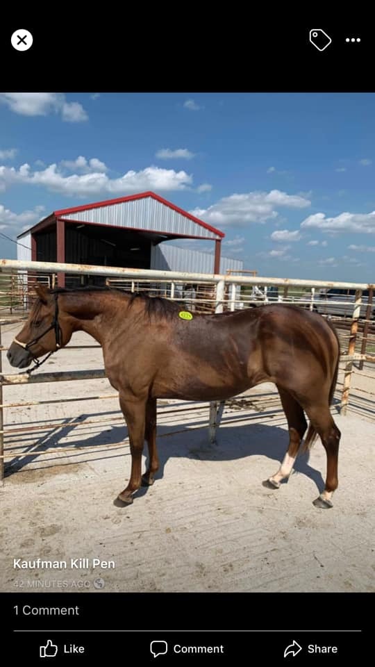 Craigslist Horses Photo