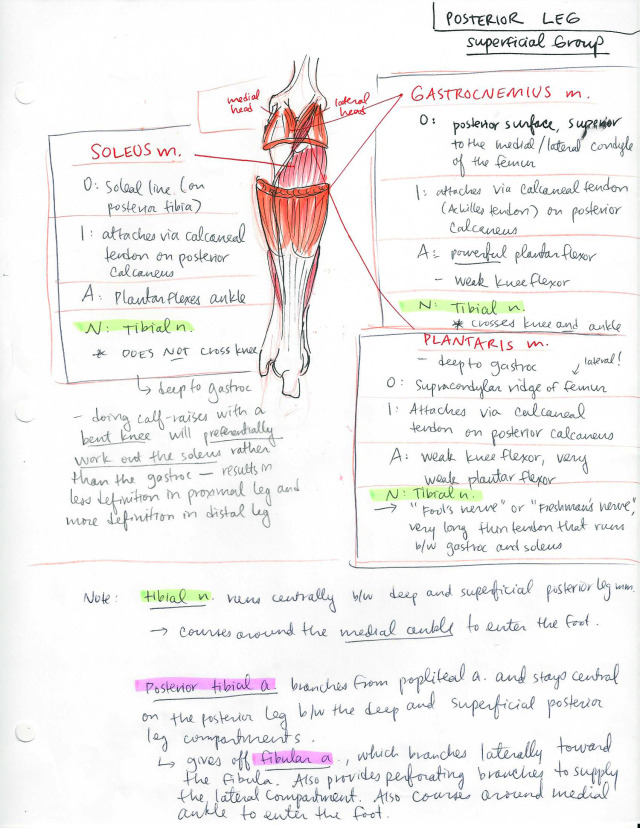 Lower Limb part 2 - ambitions like ribbons