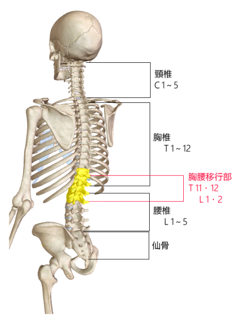 アーピ カイロプラクティック 麻布十番 : 胸椎と腰椎のつなぎ目 胸腰 ...