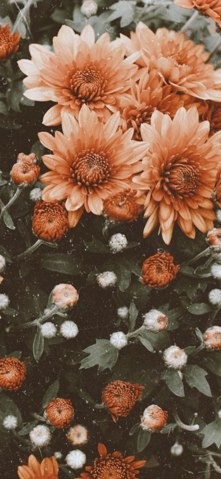 Featured image of post Sunflower Wallpaper Iphone Xs Max This hd wallpaper is about flowers background paint original wallpaper dimensions is 1920x1200px file size is 195 12kb