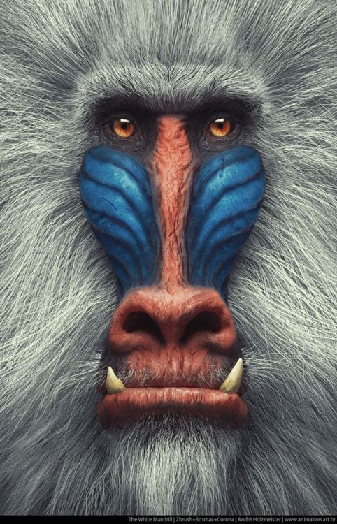 ymutate:The White Mandrill | Primate Series, Andre Holzmeister