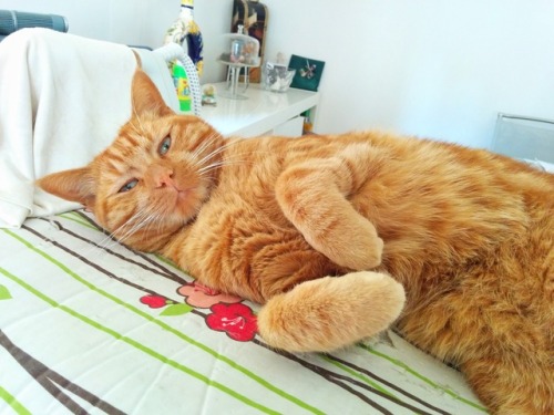 Chilling on my ironing board.