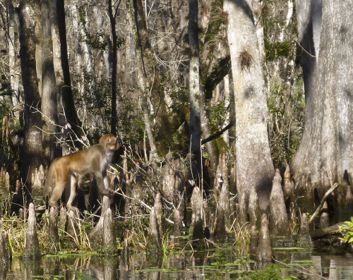 Monkeys of the Silver River