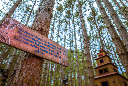 electricforestfest:Forest wisdom - words to live by. ✨...