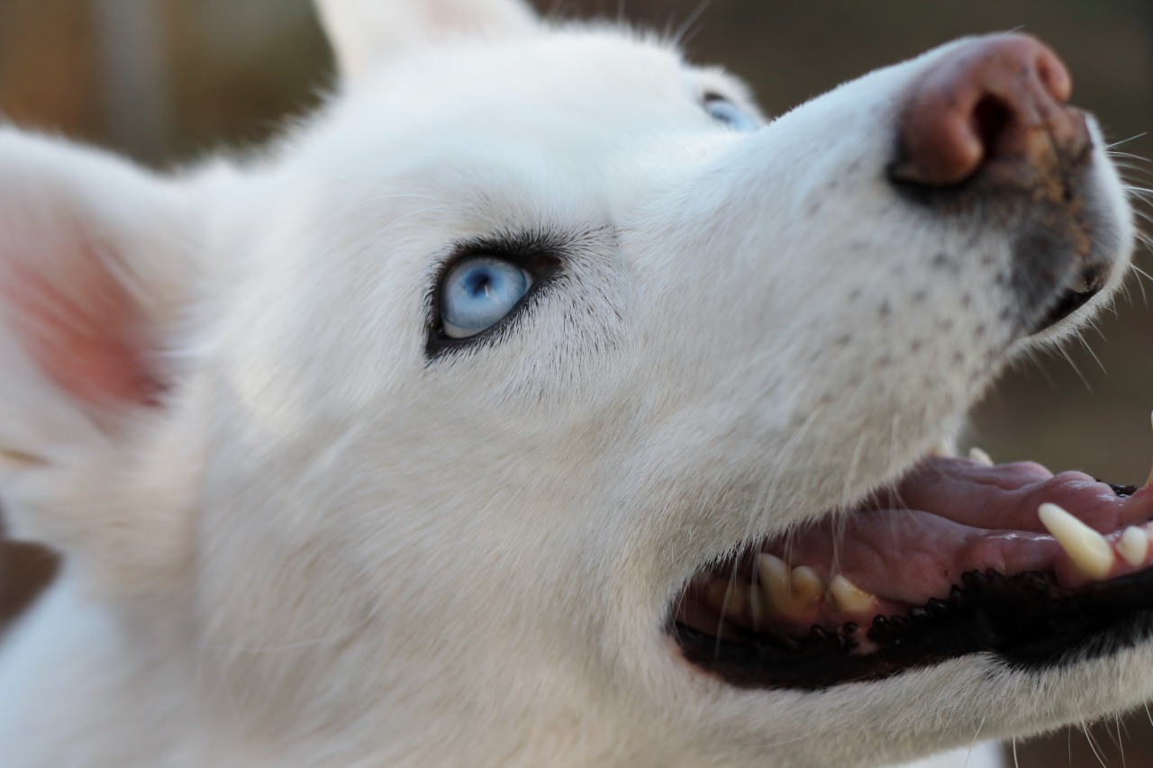6woofs — “When I look into the eyes of an animal, I do not...