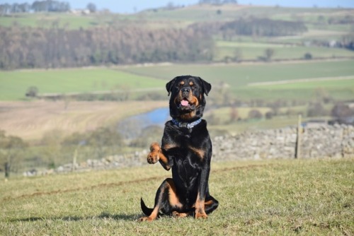 ollietherottweiler:My favourite pictures of Ollie in Yorkshire