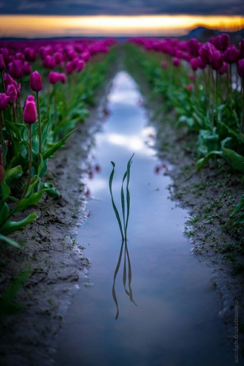 j-k-i-ng:“Last Light Skagit“ by | Mike Reid