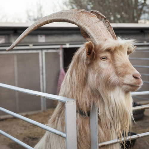 ainawgsd:The Golden Guernsey is a rare breed of goat from the...