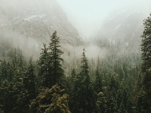 bearalberta98
