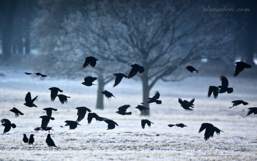 requiem-on-water:Crows in the Snow byAlex Saberi