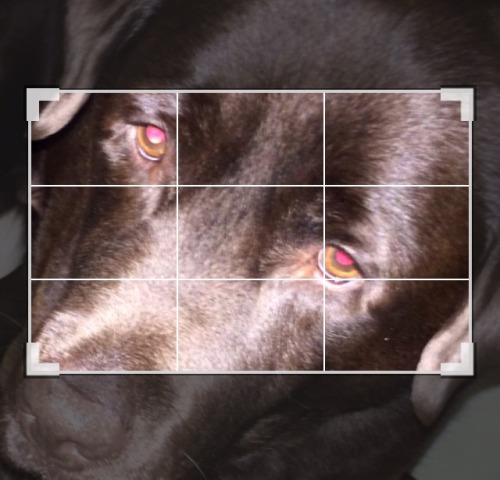 rolo