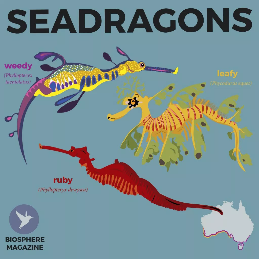 Bee Brained Do You Know Anything About The Sea Dragons Off