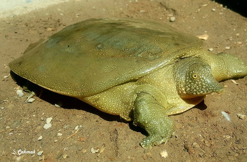 Don't Get Bit — Euphrates Softshelled Turtle The Euphrates...