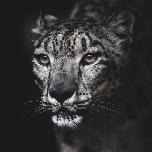 snow leopard on Tumblr