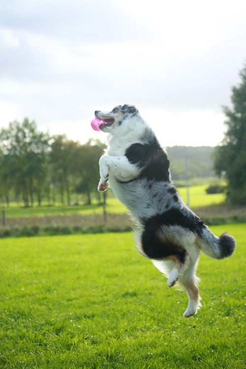 kiwiaussie:Catch the ball!