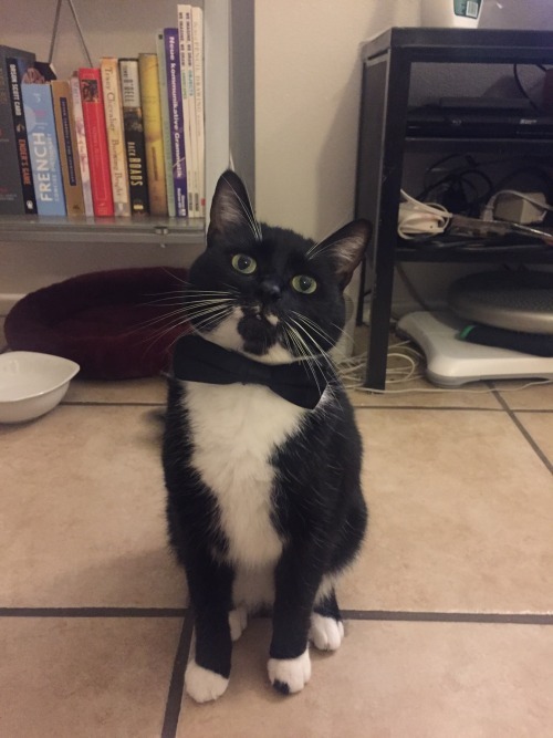 justcatposts:“I was told we’re having fancy feast.”Photos via...