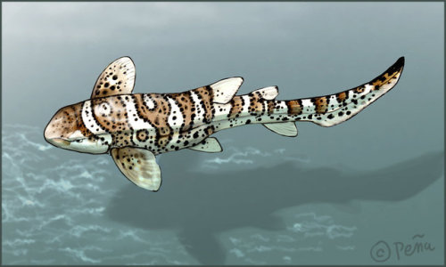 Leopard Shark by Reptangle