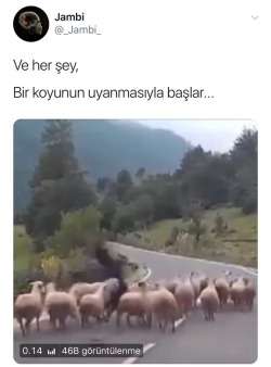 @buyukakin