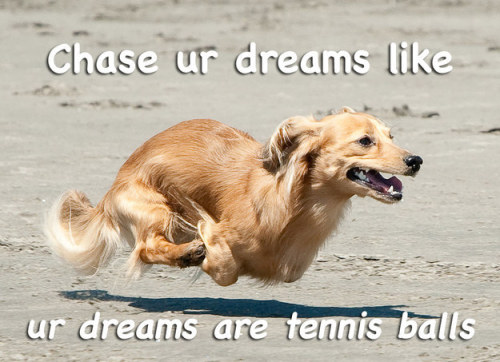 buzzfeed:13 Motivational Dog Posters That Will Really Make You...