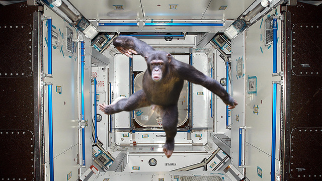 what happens to dead animals in space