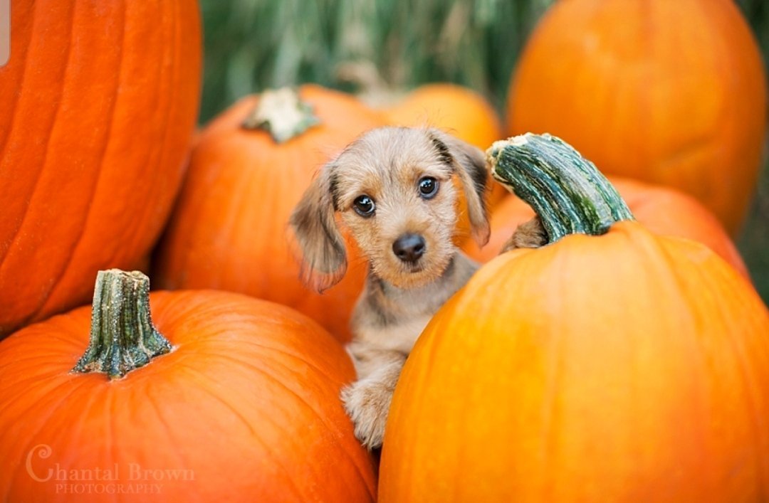 SomeCuteThing — Puppy at a Pumpkin Patch!