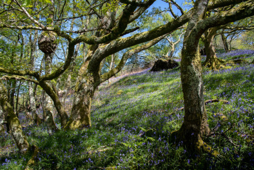 thefierybiscuit:Earlier this year, Cwm yr Afon