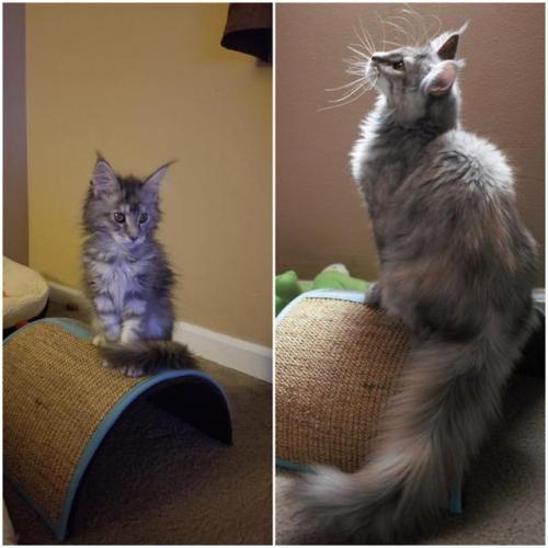 bringmecatsposts