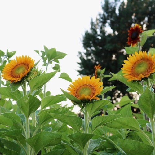 lilacremes:An entire row of sunflowers decided to open up last...