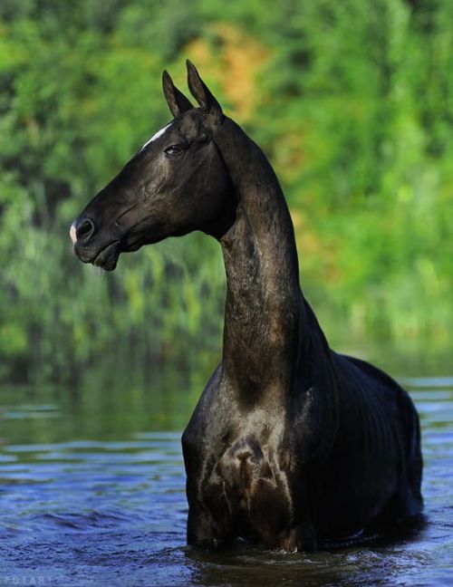 scarlettjane22:Black swan by Artur Baboev on 500px