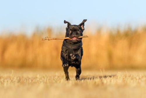 cuteanimalsgifspics