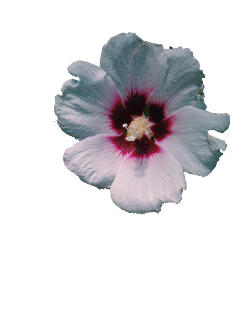 transparent flower on Tumblr