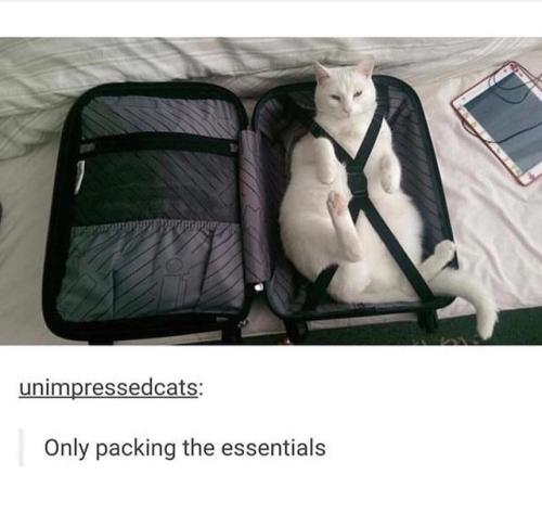 30-minute-memes:packing the essentials