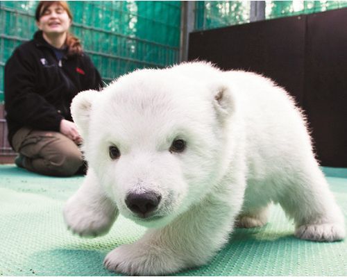 lolcuteanimals